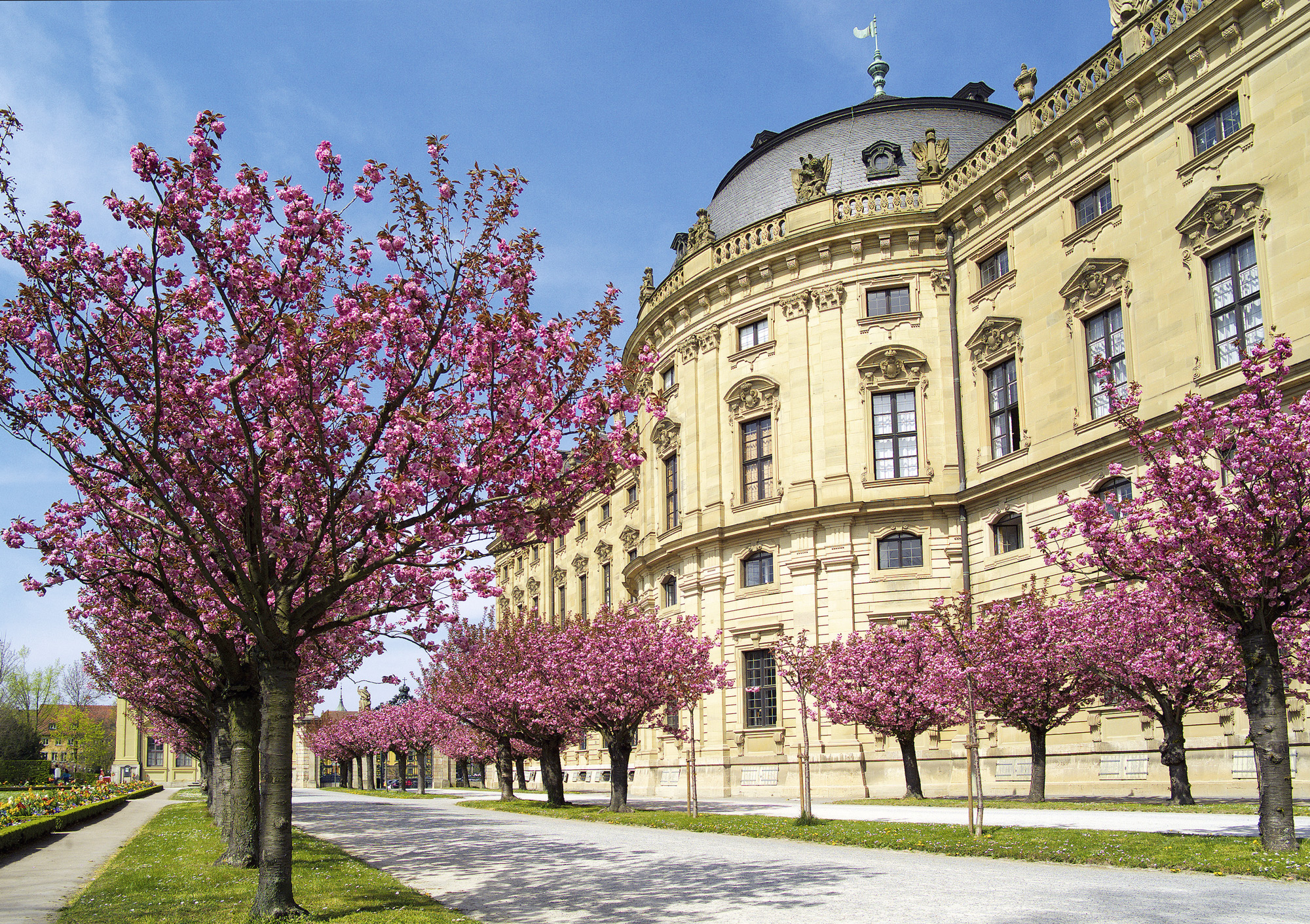 Die Kirschblüten im Hofgarten in der Residenz in Würzburg