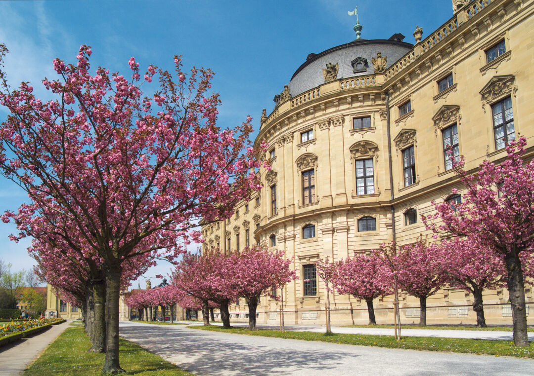 Die Kirschblüten im Hofgarten der Residenz