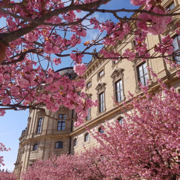 Kirschblüte im Hofgarten der Residenz