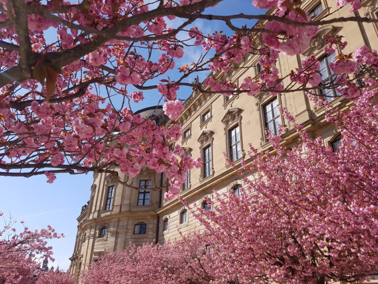 Kirschblüte im Hofgarten der Residenz