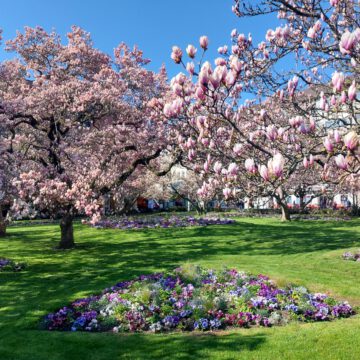 Magnolienblüte im Kaisergärtchen